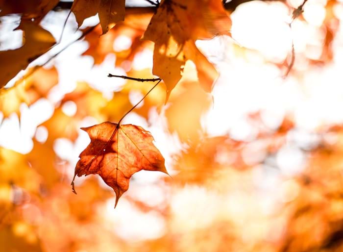 The sun shining through autumn leaves on a tree.