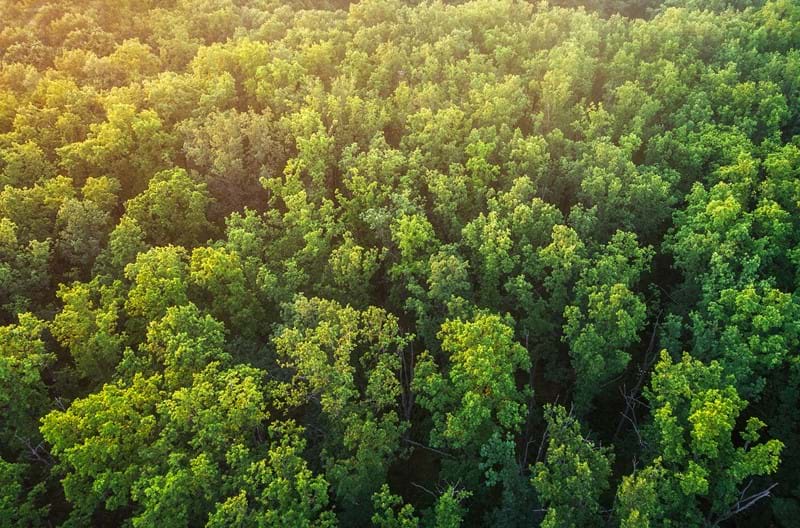 A birds-eye view of trees in a forest.