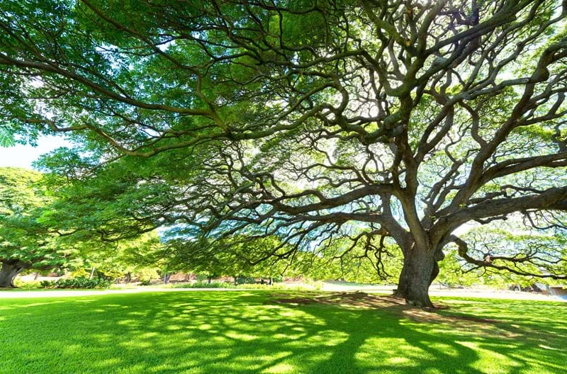 Tree with branches sprawling over green grass and a path.