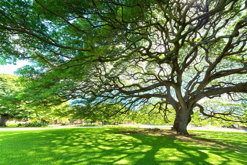 Tree with branches sprawling over green grass and a path.
