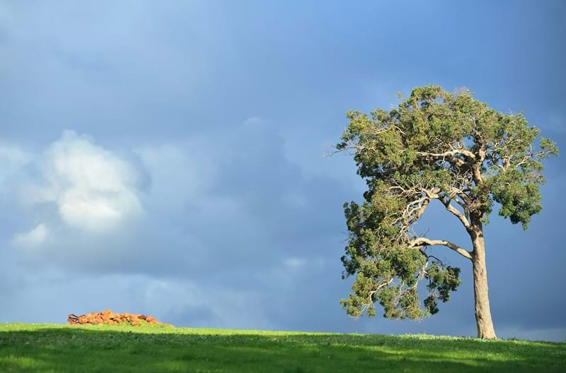 A tree standing atop a hill beneath a cloudy sky.