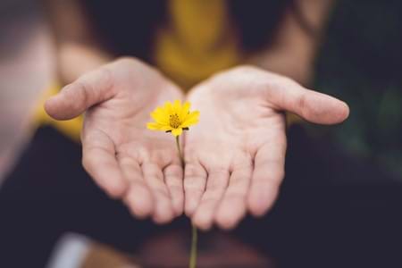 A person holding out their hands with a dandelion in the middle.
