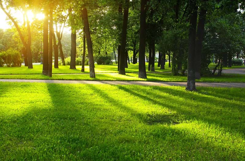 The sun shining through trees onto green grass.
