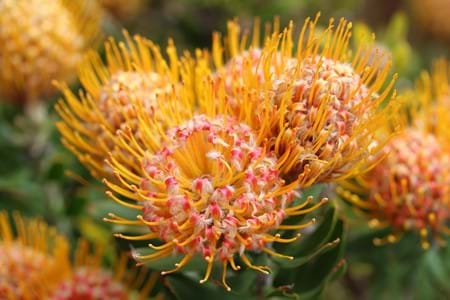 A photo of vibrant orange and red proteas