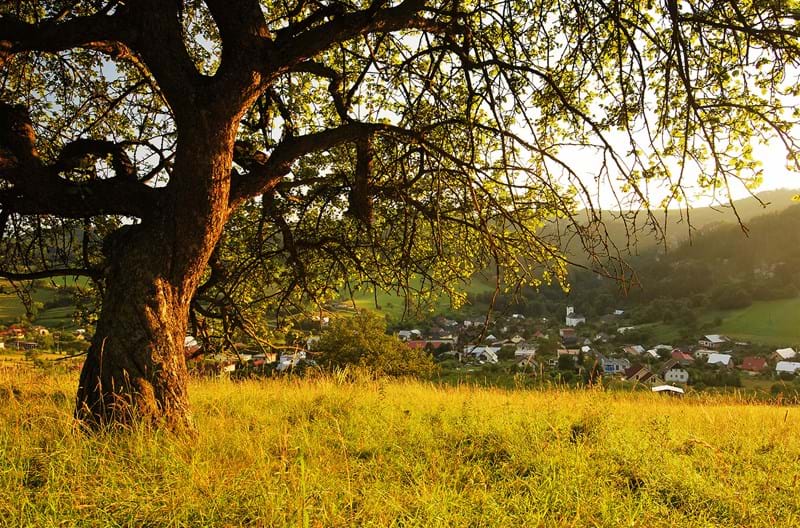 A tree in golden sunlight with a small town in the background in the foothills.