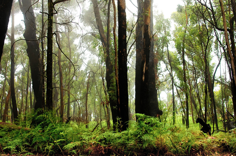 A green forest with trees and ferns.