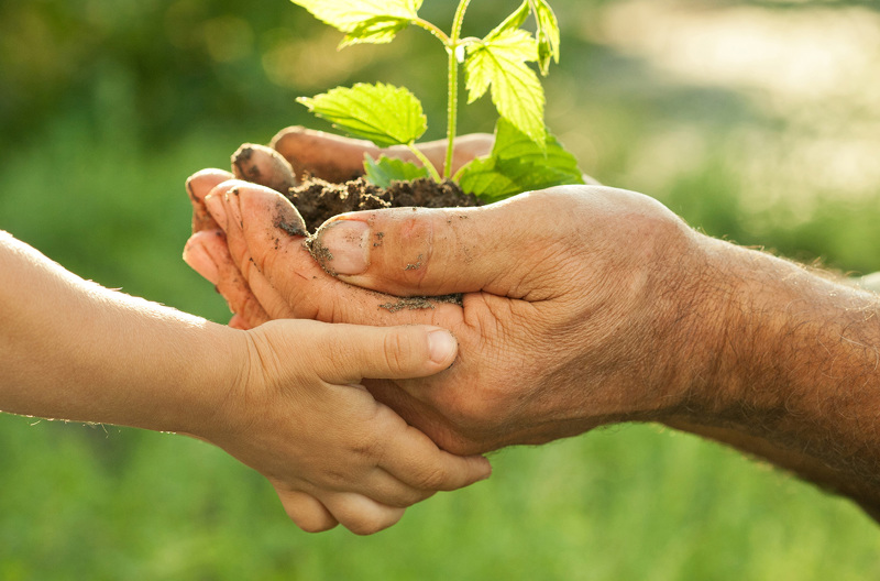 Mature hands and a child's hand holding a seedling plant in soil.