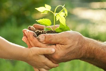 Mature hands and a child's hand holding a seedling plant in soil.